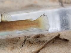 Ameiurus brunneus