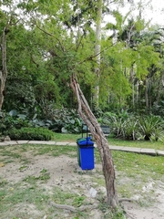 Diphysa carthagenensis