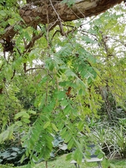 Diphysa carthagenensis