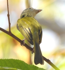 Tolmomyias