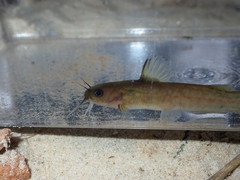 Ameiurus brunneus