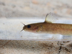 Ameiurus brunneus
