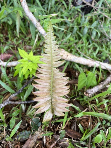 Image of Blechnum occidentale by (c) harrier, some rights reserved (CC BY)