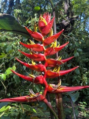 Heliconia lankesteri image