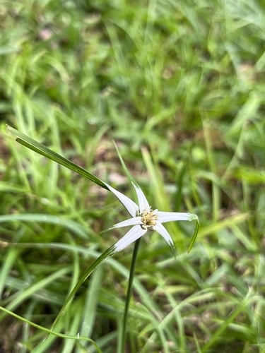 Rhynchospora pura, photograph 2