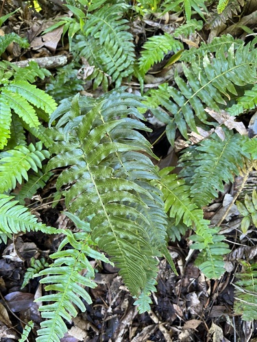 Image of Blechnum occidentale by (c) harrier, some rights reserved (CC BY)