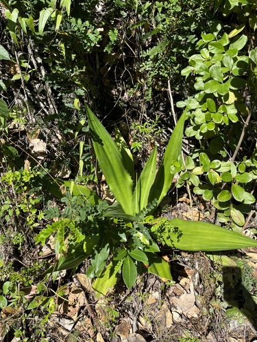 Image of Furcraea tuberosa by (c) harrier, some rights reserved (CC BY)