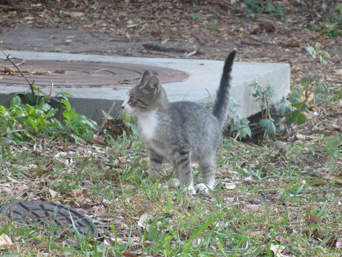 Cat head three-quarter: reference photo 9 by Nonbinary-Naturalist