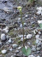 Petasites radiatus