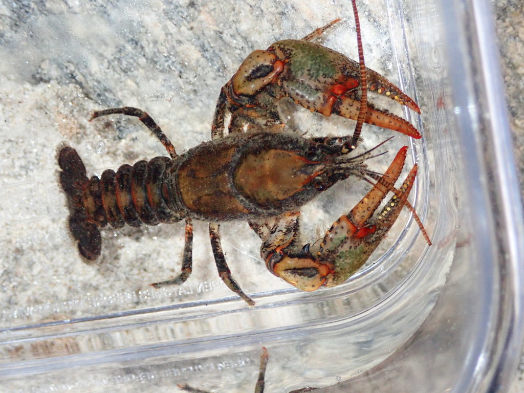 Chattahoochee Crayfish