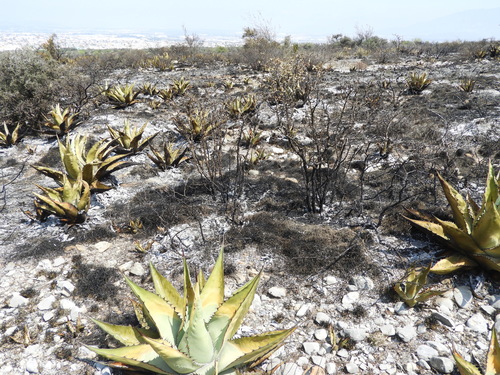 Agave gentryi (Agave gentryi)