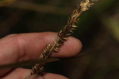 Carex appressa (Carex appressa)