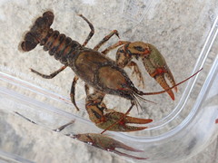 Cambarus howardi