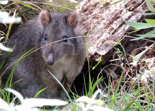 Long-nosed Potoroo (Potorous tridactylus)