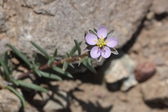 Spergularia bocconei