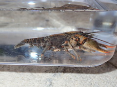 Cambarus howardi