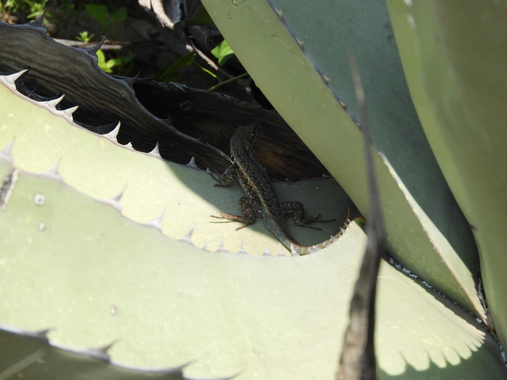 Bluebelly Lizard