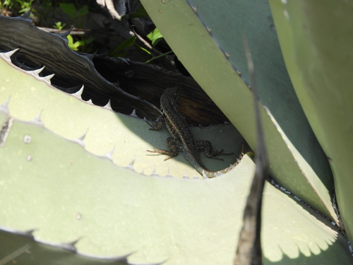 Bluebelly Lizard