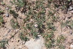 Spergularia bocconei