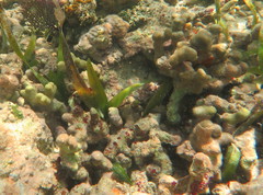 Porites furcata