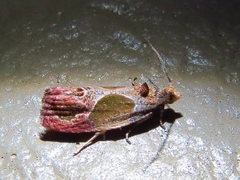 Eumarozia malachitana