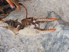 Cambarus howardi