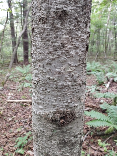 Hinggan fir (Abies nephrolepis)