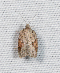 Acleris ptychogrammos