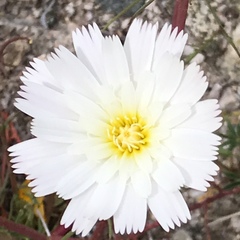 Calycoseris wrightii