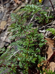 Lomatium hallii