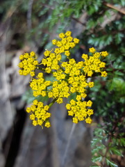 Lomatium hallii