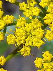 Lomatium hallii