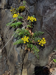 Lomatium hallii