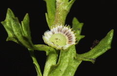 Centipeda aotearoana