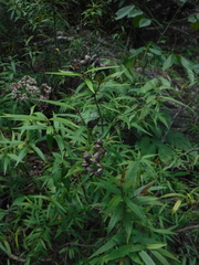 Exostema