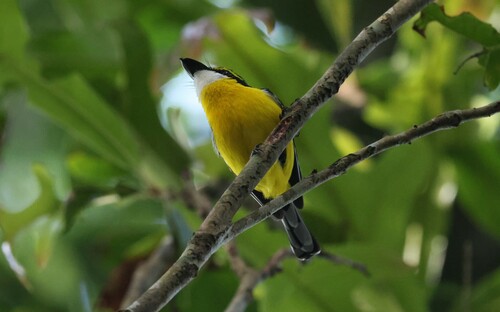 Yellow-breasted Boatbill (Machaerirhynchus flaviventer), photo 7