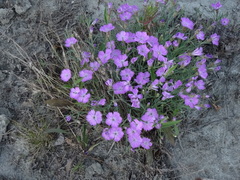 Dianthus repens