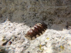 Chiton