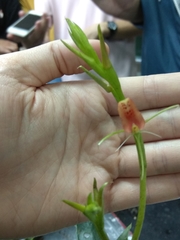 Cryptostylis arachnites