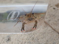 Procambarus spiculifer