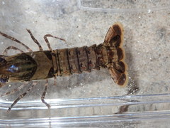 Procambarus spiculifer
