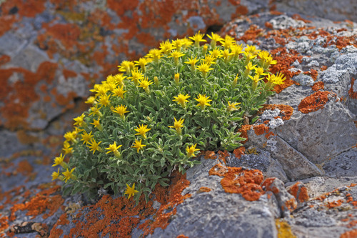 Rydberg's goldenbush (Ericameria obovata)