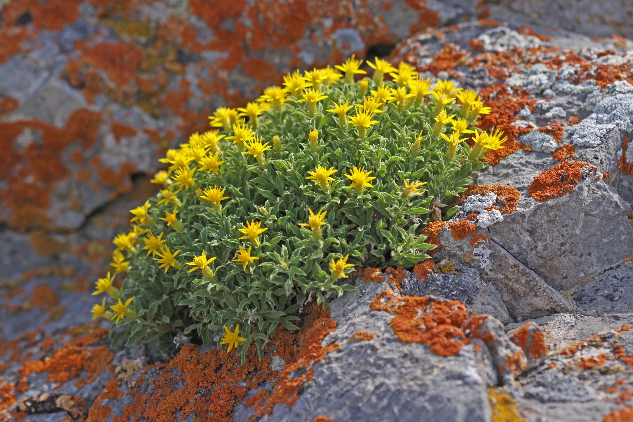 Ericameria obovata
