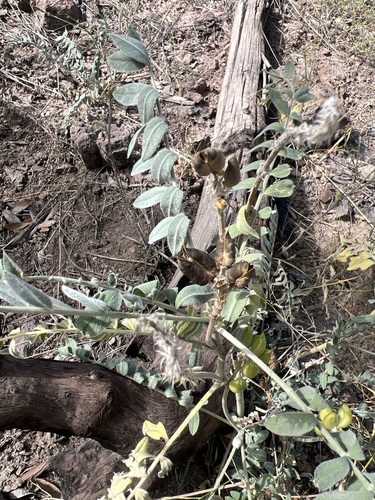 Image of Astragalus giganteus by (c) Andy Jordan, some rights reserved (CC BY)