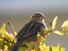 Passer domesticus