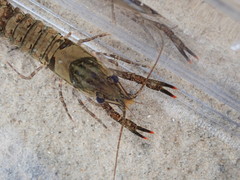 Procambarus spiculifer