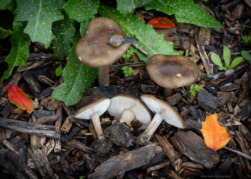 Melanoleuca melaleuca (Pers.) Murrill