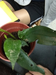 Cryptostylis arachnites