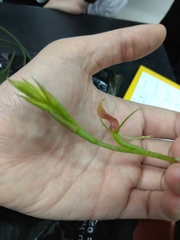 Cryptostylis arachnites