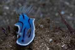 Chromodoris willani